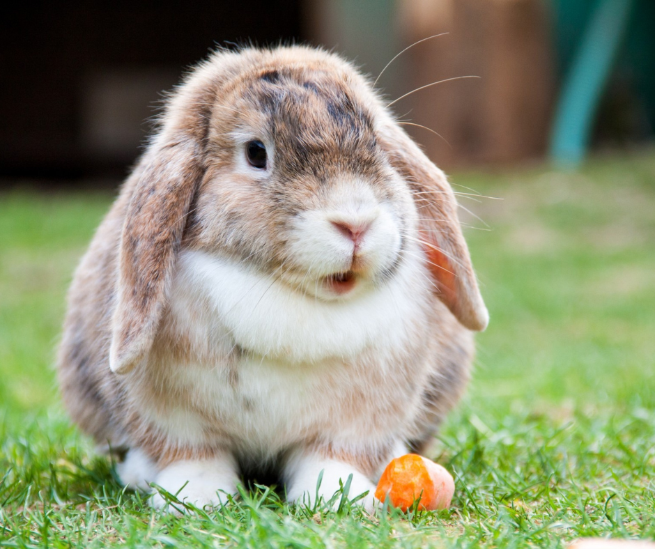 Lapin